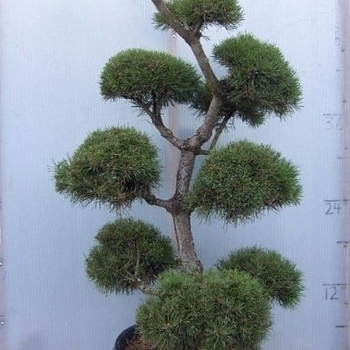 Pinus sylvestris 'Watereri' 