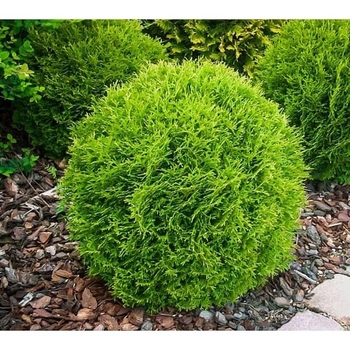 Thuja occidentalis 'Little Giant' 