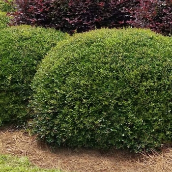 Ilex vomitoria 'Stoke's Dwarf' 