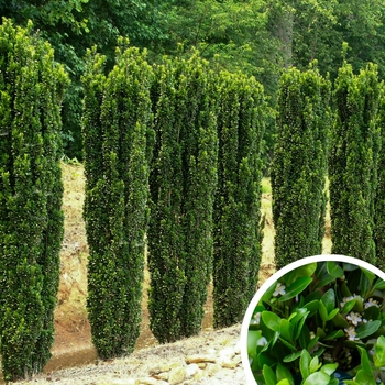 Ilex vomitoria 'Will Fleming' 