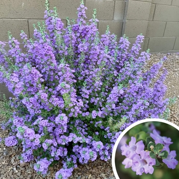 Leucophyllum langmaniae 'Lynn's Legacy' 
