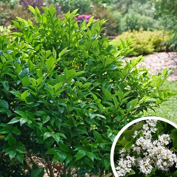 Ligustrum japonicum 'Texanum' 