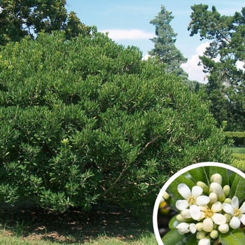 Pittosporum tobira