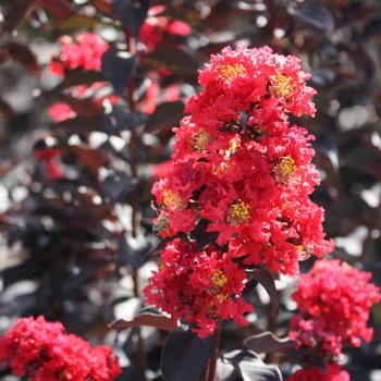 Lagerstroemia 'JM7' PPAF