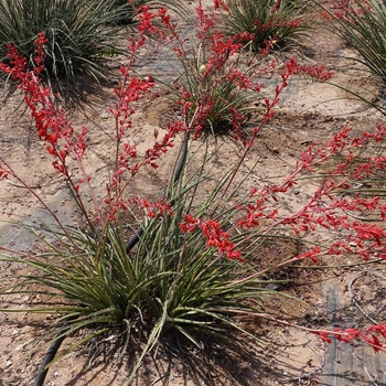 Hesperaloe parviflora 'MSWNPERED' PP28910