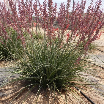 Hesperaloe parviflora 'Perpa' USPP24431P2