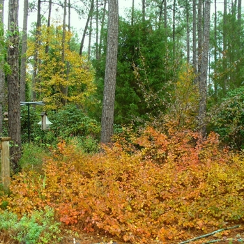 Rhus aromatica