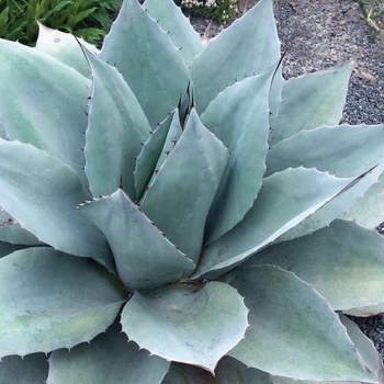 Agave ovatifolia 'Frosty Blue' 
