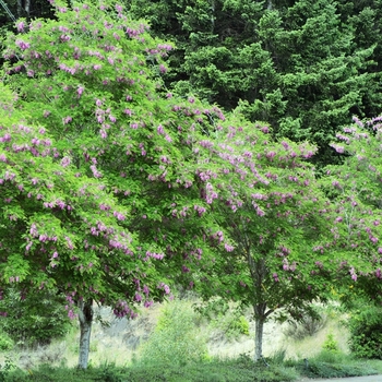 Robinia pseudoacacia 'Purple robe' 
