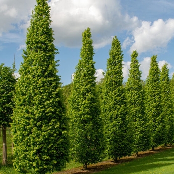 Carpinus betulus 'Lucas' 
