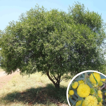 Acacia salicina