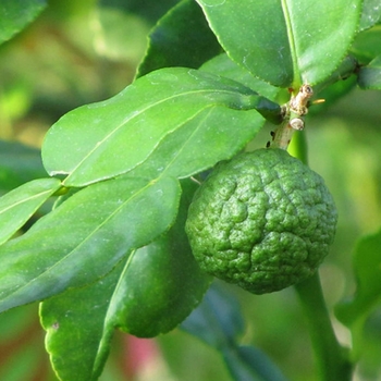 Citrus hystrix