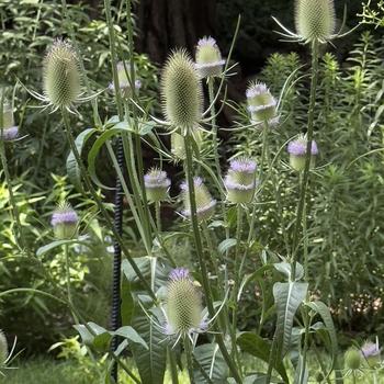 Dipsacus sativus 