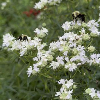 Pycnanthemum virginianum