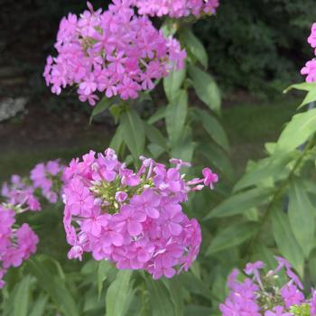 Phlox paniculata '' (305068)