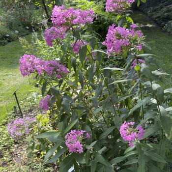 Phlox paniculata