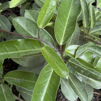 Stephanotis floribunda '' (305070)