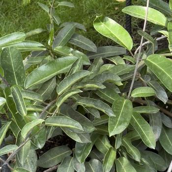 Stephanotis floribunda