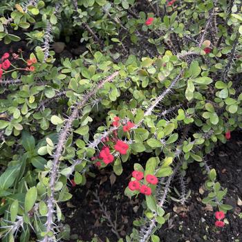 Euphorbia milii '' (305072)