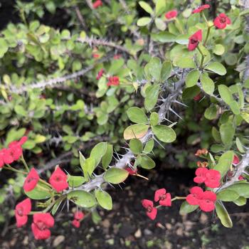 Euphorbia milii '' (305073)