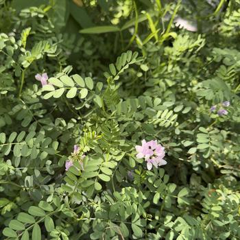 Coronilla varia 