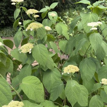 Hydrangea arborescens '' (305076)