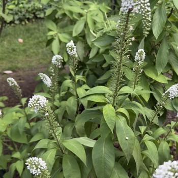 Lysimachia clethroides '' (305078)