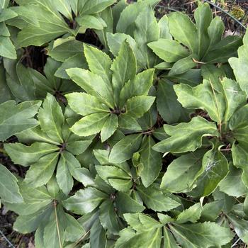 Helleborus niger '' (305081)