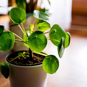 Pilea peperomioides