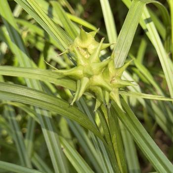 Carex grayi