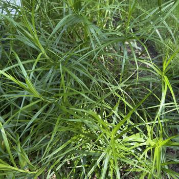 Carex muskingumensis '' (305084)