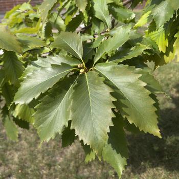 Quercus muehlenbergii