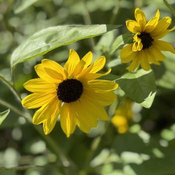 Helianthus annuus Sunfinity® '' (305086)
