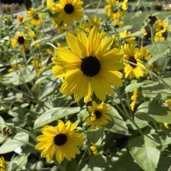 Helianthus annuus Sunfinity® '' (305087)