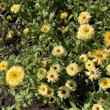 Calendula officinalis 'Pacific Apricot Beauty'