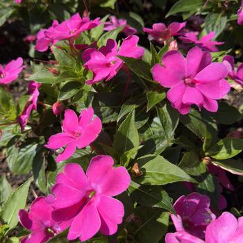 Impatiens Solarscape™ 'XL Pink Jewel' (305092)