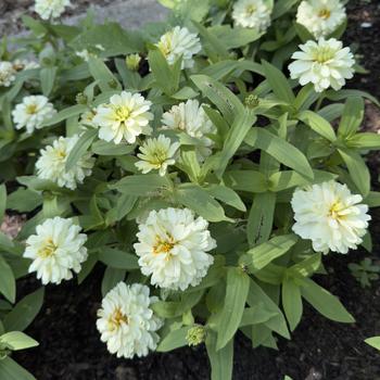 Zinnia marylandica Double Zahara™ 'White' (305093)