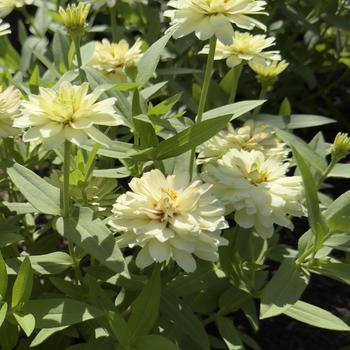 Zinnia marylandica Zydeco™ '' (305094)