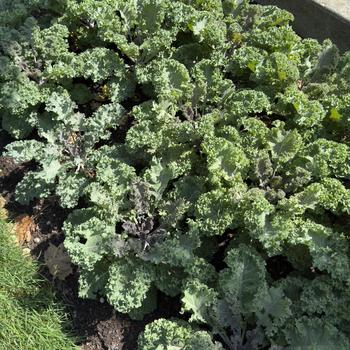 Brassica oleracea var acephala Yokohama 'Red' (305095)