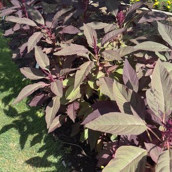 Amaranthus cruentus 'Red Spike' (305096)
