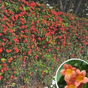 Bignonia capreolata