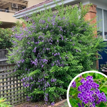 Duranta erecta