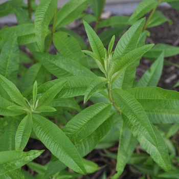 Aloysia citriodora