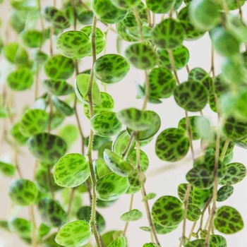 Peperomia prostrata