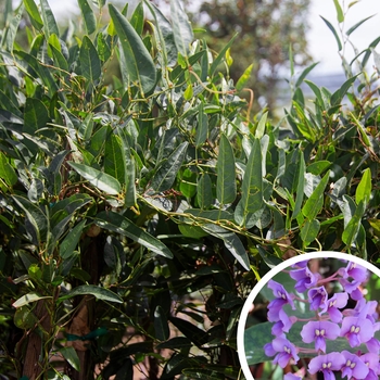 Hardenbergia violacea
