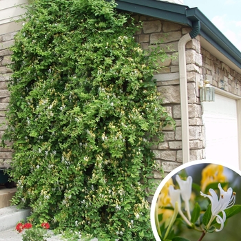 Lonicera japonica