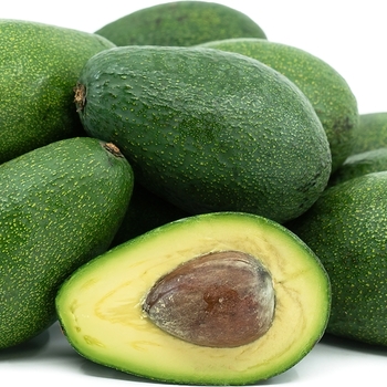 Persea americana 'Fuerte' 