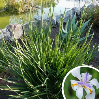 Dietes iridioides