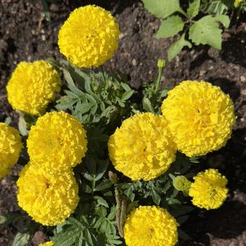 Tagetes erecta Taishan® 'Yellow' (305165)