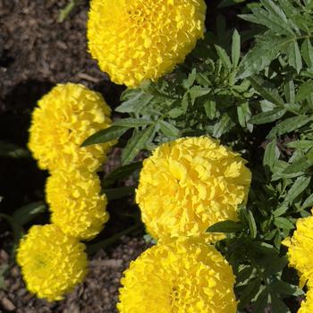 Tagetes erecta Antigua™ 'Gold' (305167)